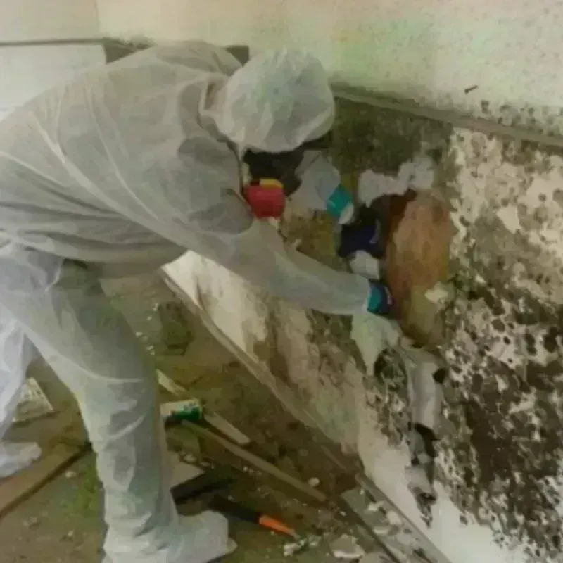 Mold Remediation and Removal in Fort Scott, KS